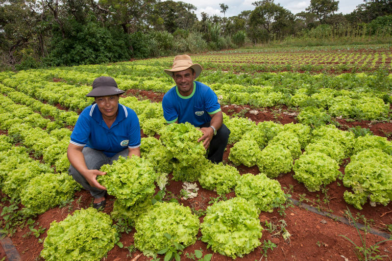 Denircia da Costa Lima e Vilmar de Almeida são agricultores familiares no Distrito Federal e foram fornecedores do PAA. | Foto: Sergio Amaral/MDS